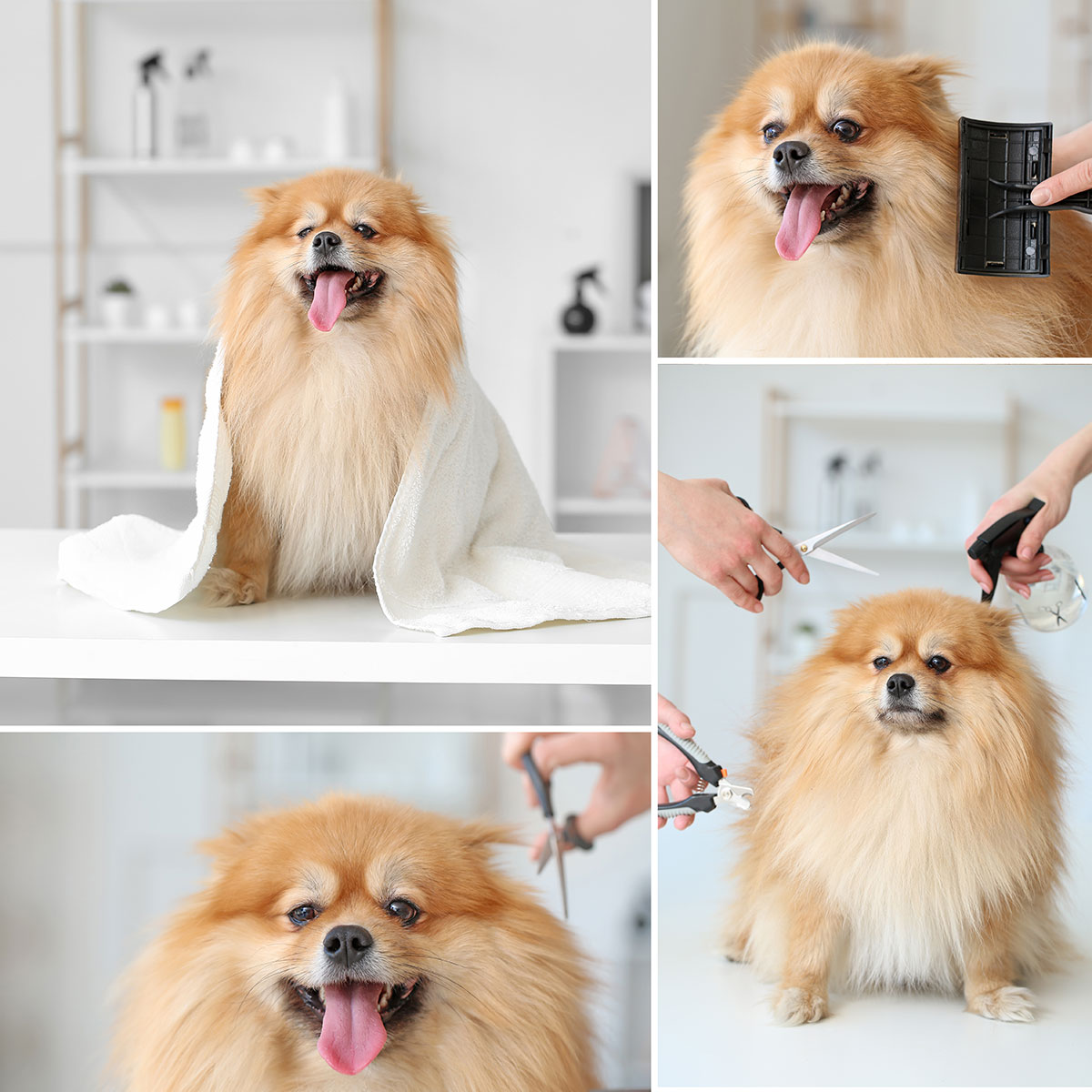 Pet-salon-services-img